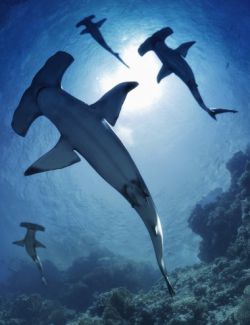 Sharks by AM: Hammerhead