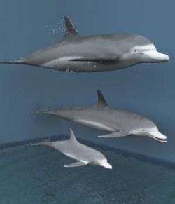 Bottlenose Dolphins For Vue