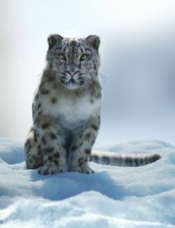 Felidae by AM- Snow Leopard