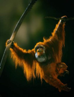 Anthropomorphs- Orangutan for Genesis 8 Male