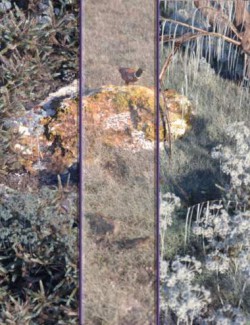 Frosty Plants - Low Res Winter Plants