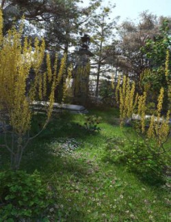 Spring Flowering Shrubs- Golden Forsythia