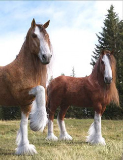 DA Clydesdale for Daz Horse 2