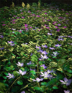 Periwinkle Plants and Flowers
