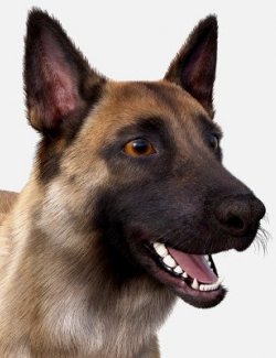 Dog Nubis Standalone Figure