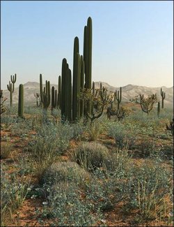 Desert Botanica