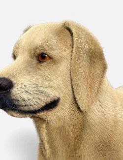 Labrador for Dog Nubis