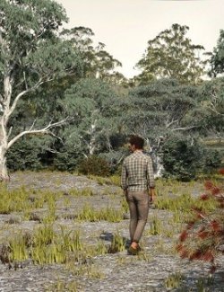 Australian Bushland
