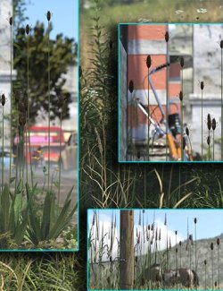 Wild Flowers Vol-2 - English Plantain