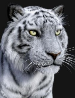 White Tiger for Tom Tiger