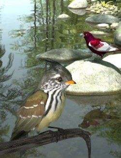 Songbird ReMix Cool & Unusual Birds 4