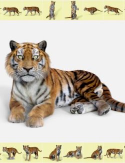 Tom Tiger Aesli Poses