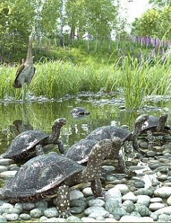 Nature's Wonders Turtles of the World Vol. 3