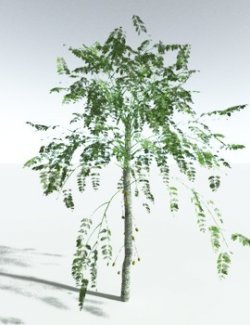 EVERYPlant Alethopteris Serlii for Vue