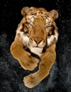Felidae by AM - Tiger