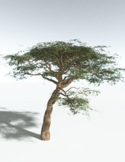 EVERYPlant Umbrella Thorn Acacia for Vue