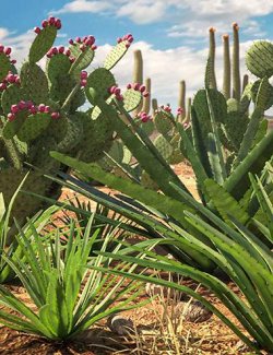 Predatron Agave and Prickly Pear Plants