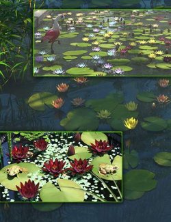Water Lily