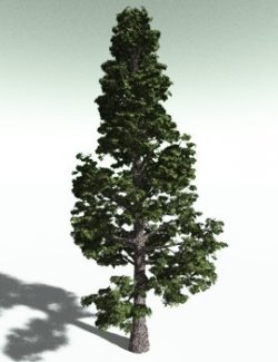 EVERYPlant Sitka Spruce for Poser