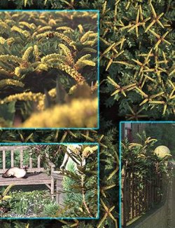 Spring Flowers - Mahonia Shrubs and Bushes