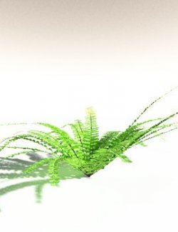 EVERYPlant Western Maidenhair Fern for Daz