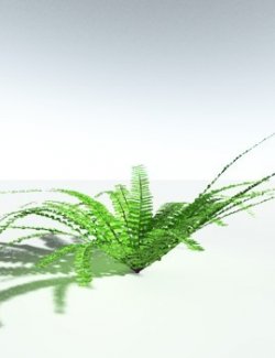 EVERYPlant Western Maidenhair Fern for Vue