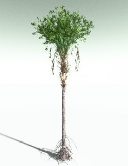 EVERYPlant Wattieza Givetiana for Poser