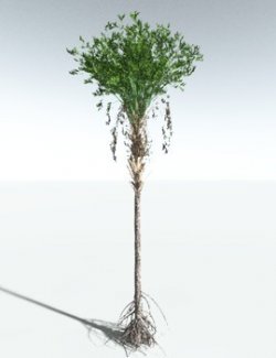 EVERYPlant Wattieza Givetiana for Vue
