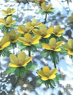 Spring Flowers - Winter Aconite