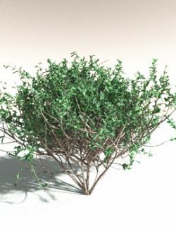 EVERYPlant Nilad for Daz