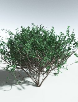 EVERYPlant Nilad for Vue