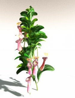 EVERYPlant Splendid Pitcher Plant for Daz
